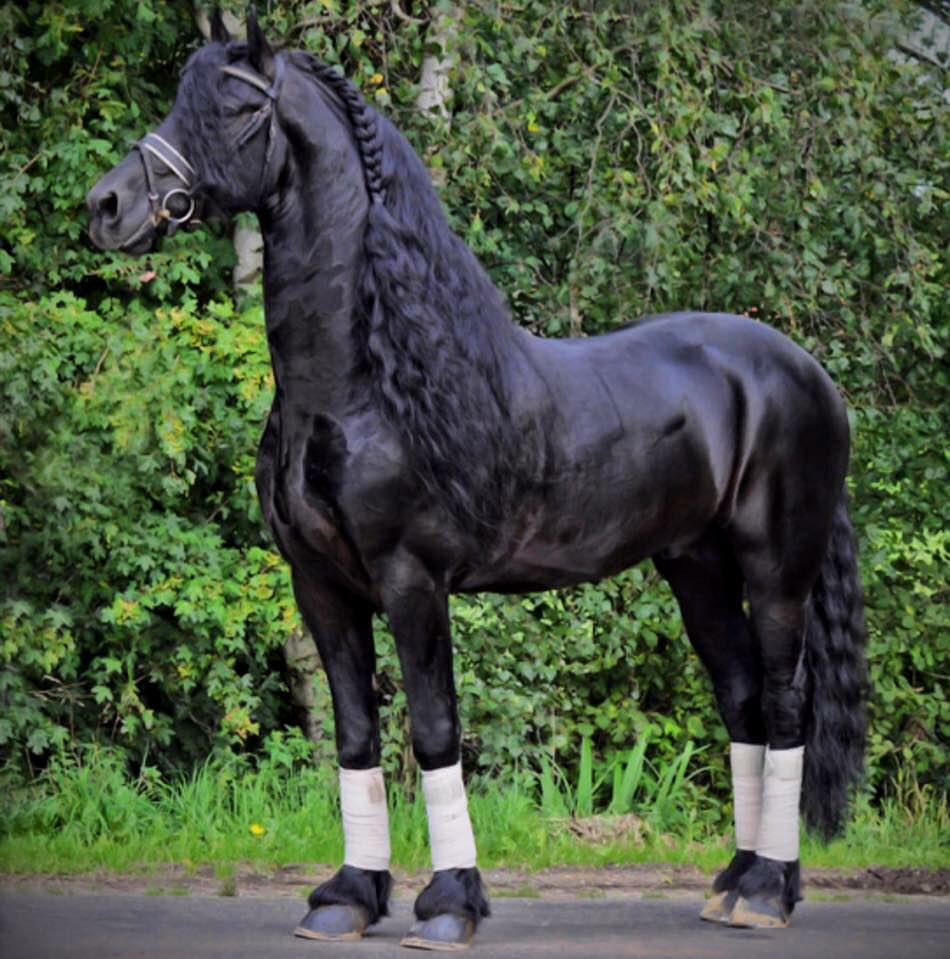 Friesian Horse